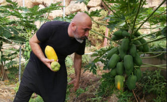 Alanya Papayası Dünya Sofralarında: Türkiye'nin Tropikal Meyve İhracatında Yeni Bir Yıldız Doğuyor!