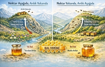 Arılığın Konumunun Bal Verimine Etkisi