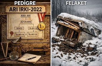 Arıcılıkta "Irk" Tuzağı: Seçilim Yoksa İslah Sona Erer!